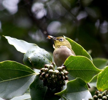 メジロ 東京港野鳥公園 2023年9月23日(土)