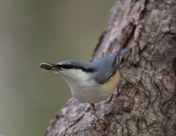 Eurasian Nuthatch 富士山山麓 Wed, 9/13/2023