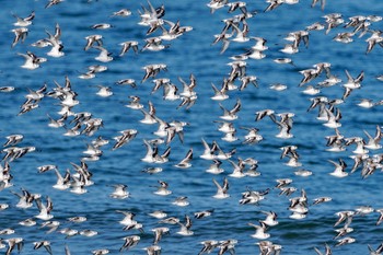 Sanderling 千里浜(石川県羽咋市) Sat, 9/16/2023