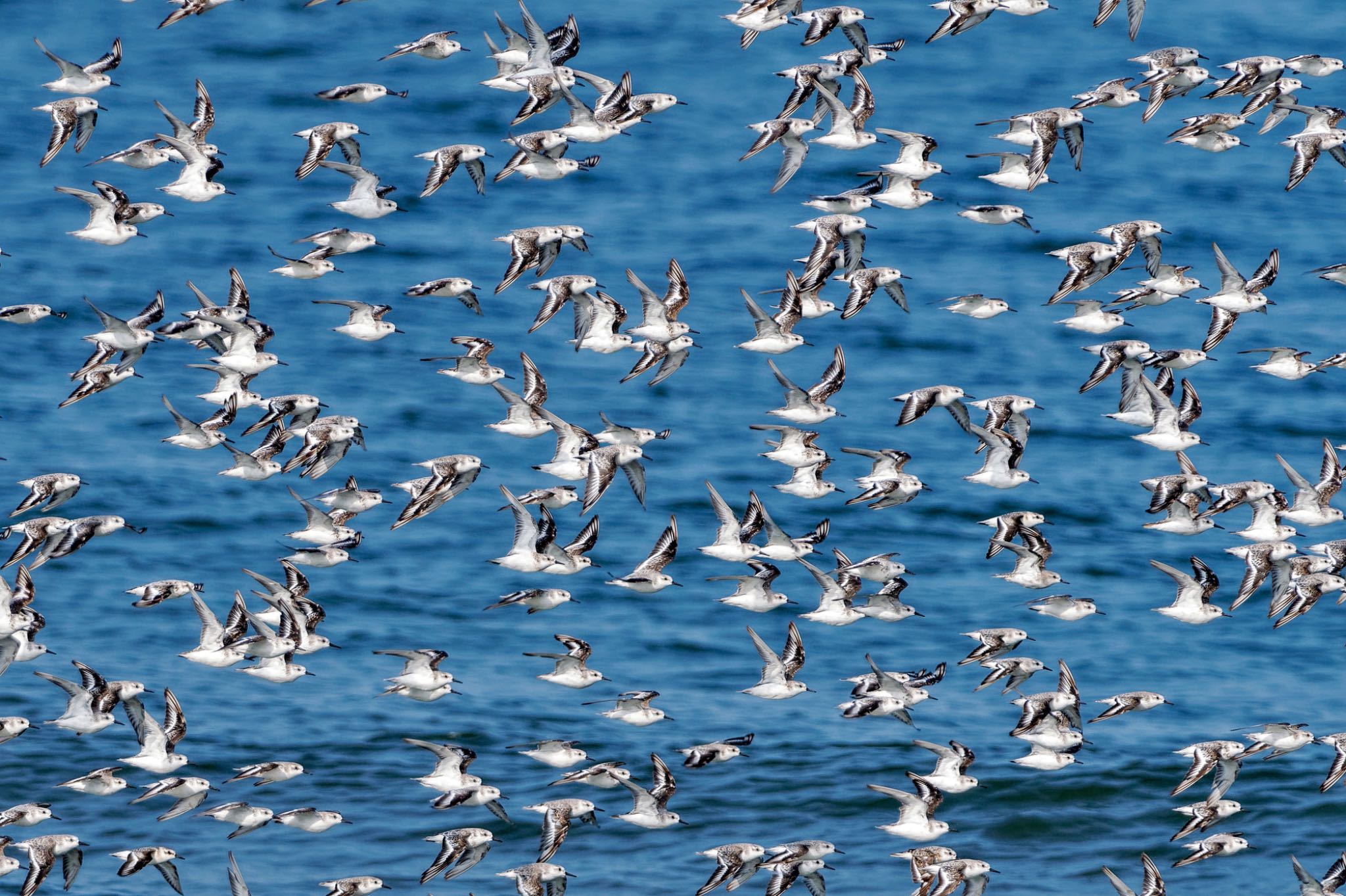 Sanderling