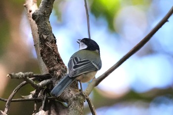 Japanese Tit(amamiensis) Amami Nature Observation Forest Tue, 9/19/2023