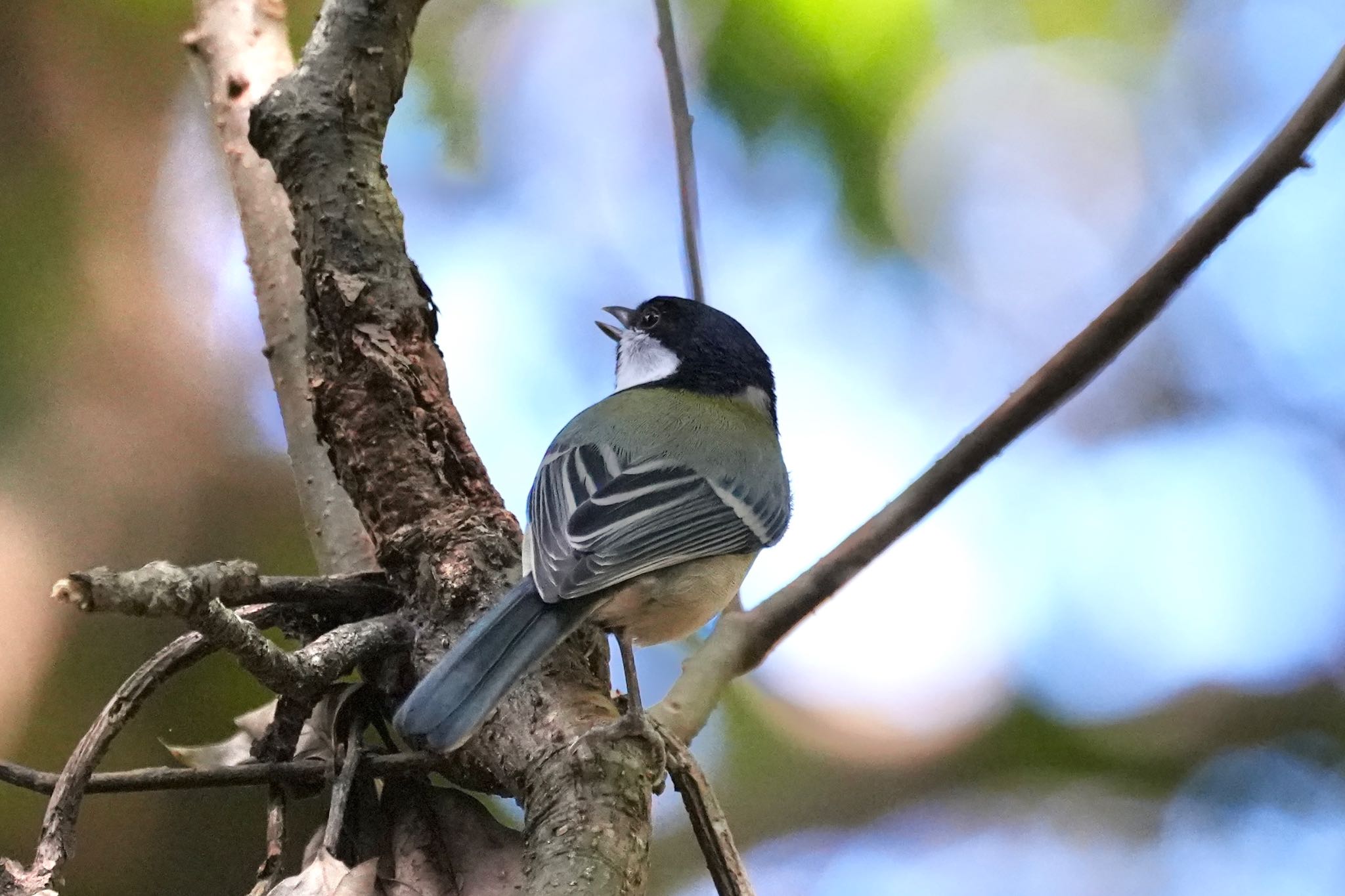 Japanese Tit(amamiensis)