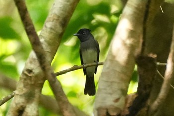 Black Paradise Flycatcher(illex) Amami Nature Observation Forest Tue, 9/19/2023