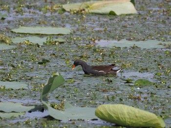 Common Moorhen 瓢湖 Sat, 9/23/2023