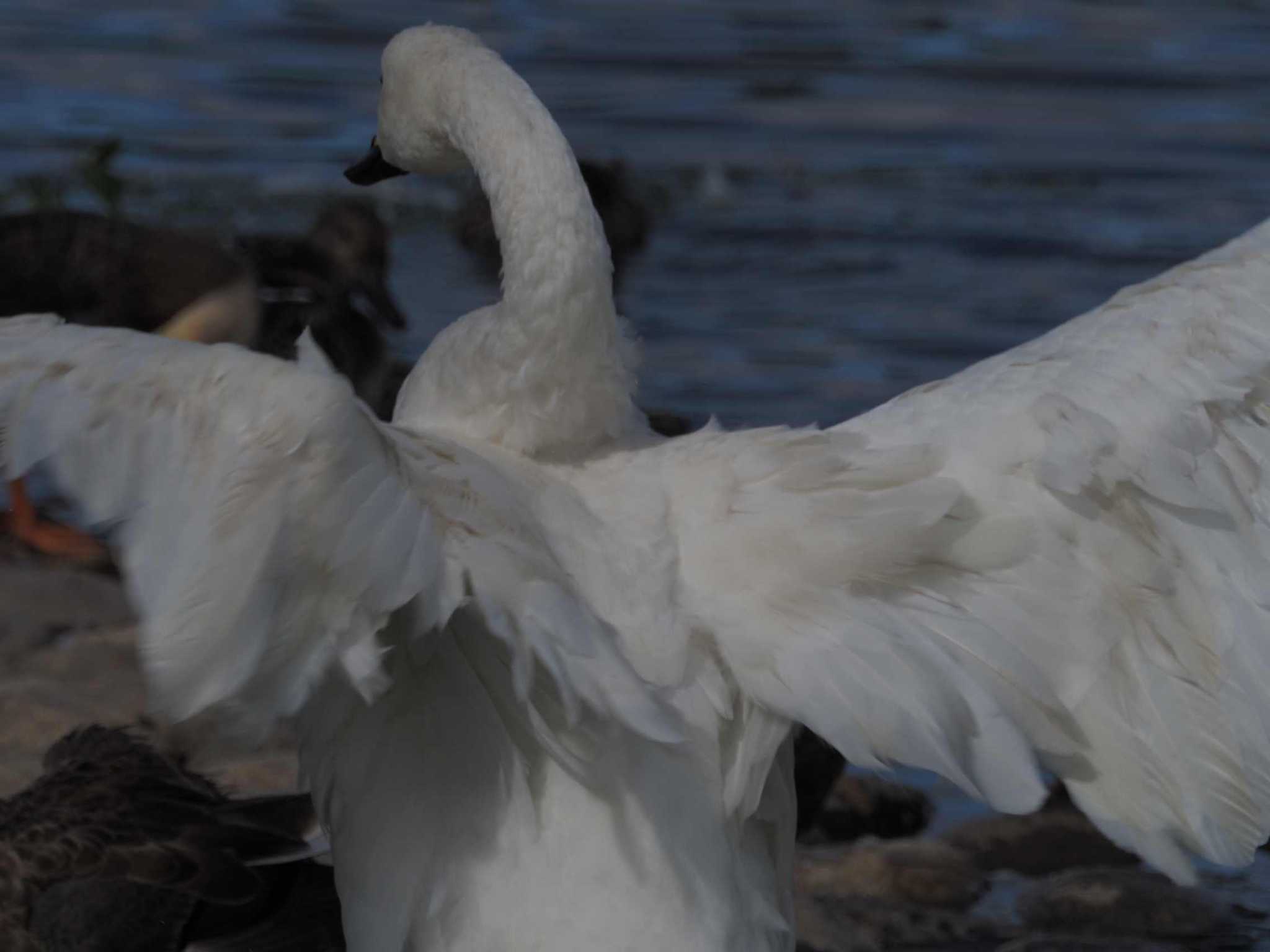 Photo of Whooper Swan at 瓢湖 by さとーで