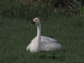 Whooper Swan 瓢湖 Sat, 9/23/2023