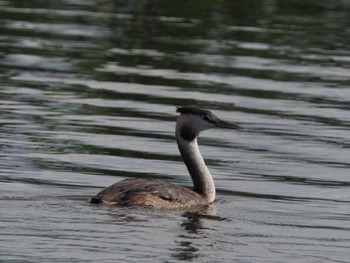 Great Crested Grebe 瓢湖 Sat, 9/23/2023