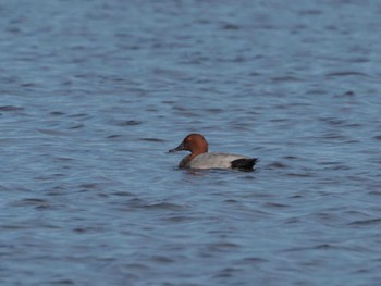 Common Pochard 瓢湖 Sat, 9/23/2023