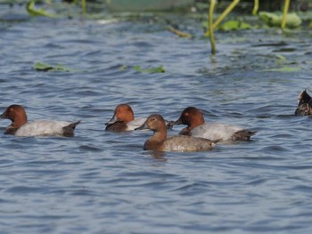 Common Pochard 瓢湖 Sat, 9/23/2023