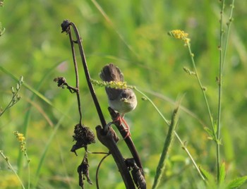 Black-browed Reed Warbler Unknown Spots Fri, 7/28/2023