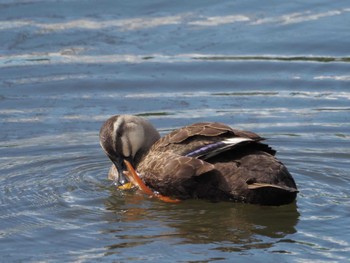 Eastern Spot-billed Duck 瓢湖 Sat, 9/23/2023