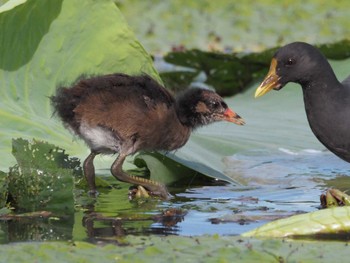 Common Moorhen 瓢湖 Sat, 9/23/2023