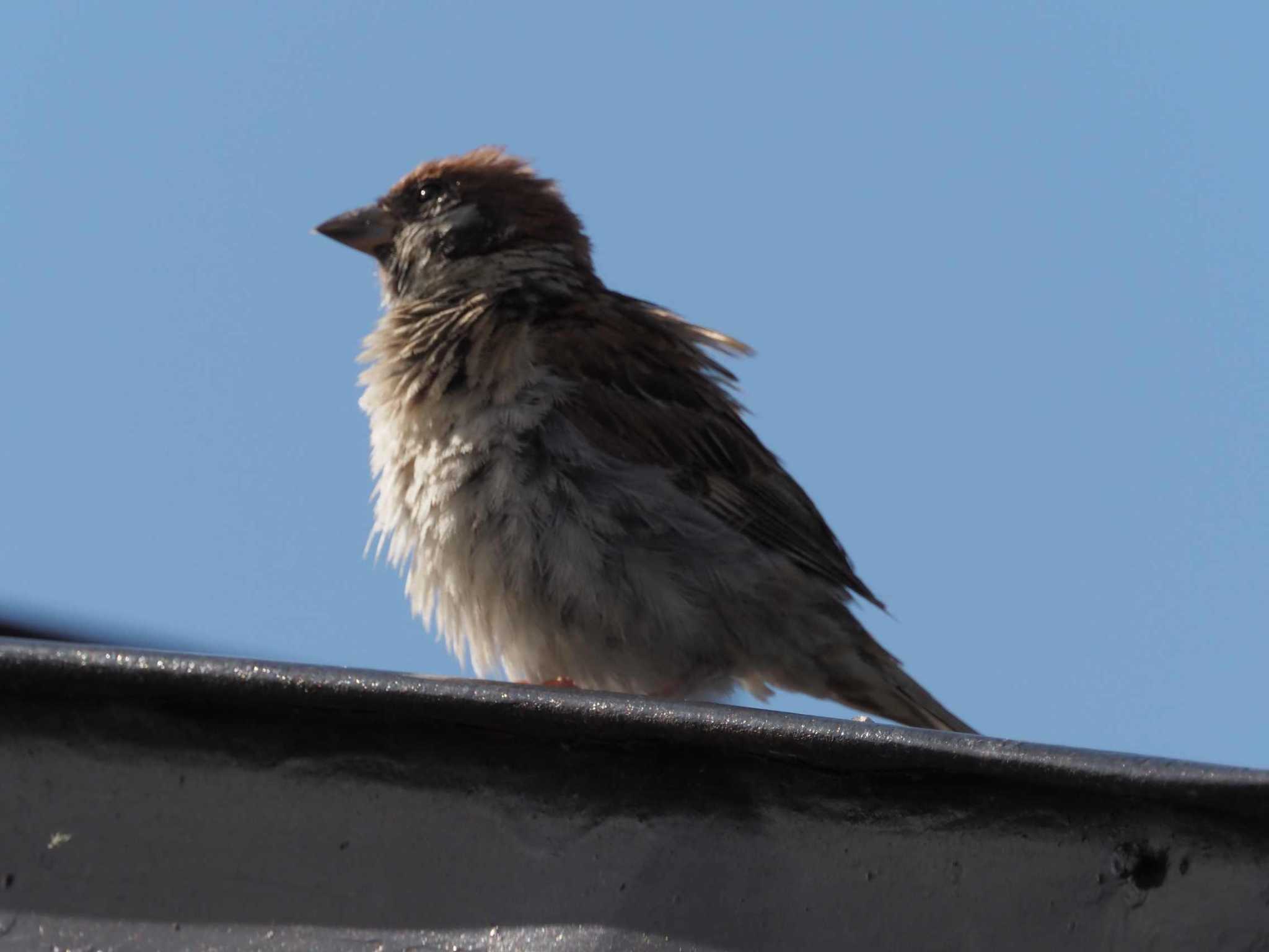 Photo of Eurasian Tree Sparrow at 瓢湖 by さとーで