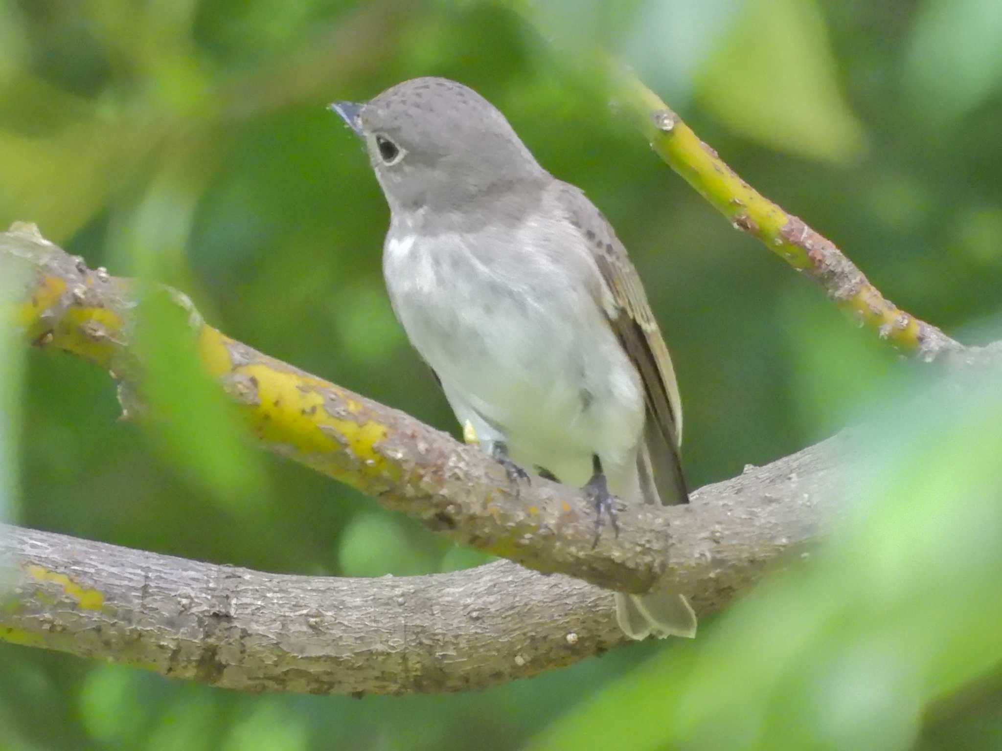 2023年9月22日(金) 大門水郷公園(愛知県 岡崎市)の野鳥観察記録 2023年9月22日(金) 大門水郷公園(愛知県 岡崎市)の野鳥観察記録