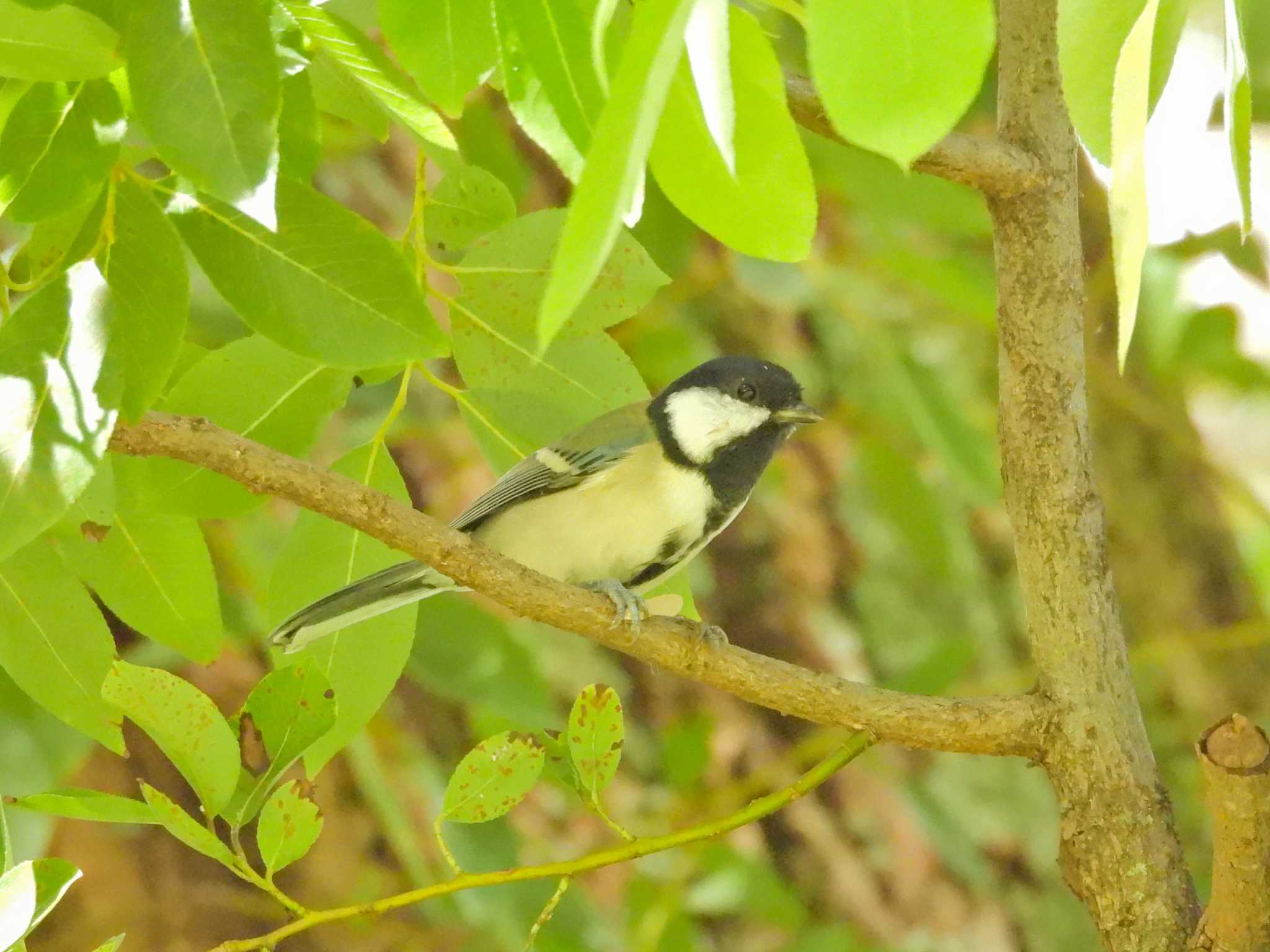 2023年9月22日(金) 大門水郷公園(愛知県 岡崎市)の野鳥観察記録 2023年9月22日(金) 大門水郷公園(愛知県 岡崎市)の野鳥観察記録