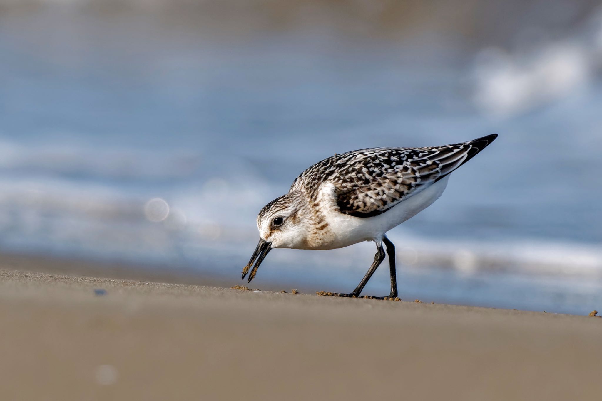 Photo of Sanderling at 千里浜(石川県羽咋市) by アポちん