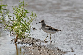 Sat, 9/8/2018 Birding report at 神奈川県平塚市