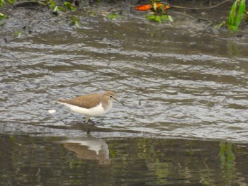 2023年9月24日(日) 芝川第一調節池(芝川貯水池)の野鳥観察記録