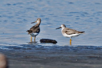 ソリハシシギ ふなばし三番瀬海浜公園 2023年9月10日(日)