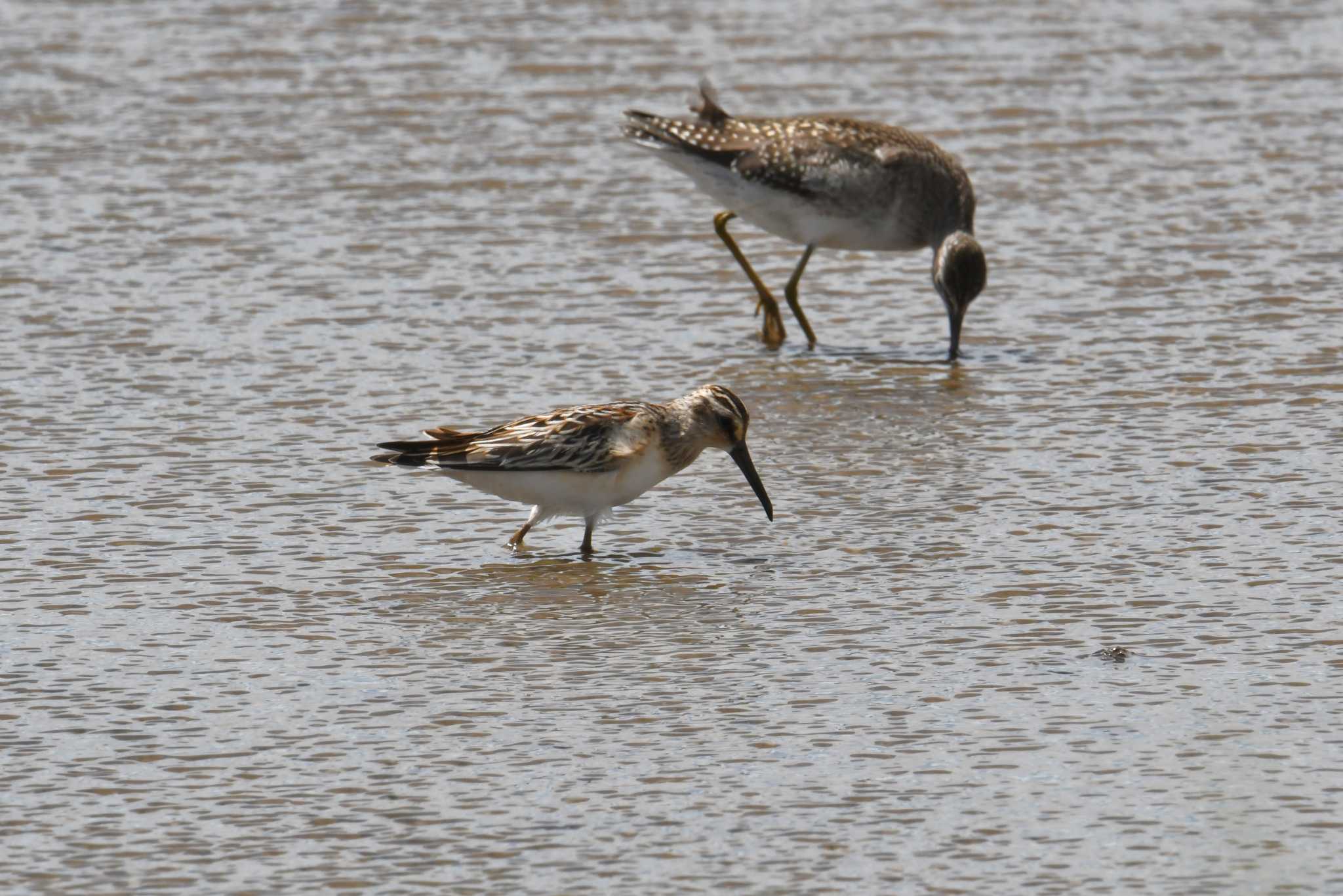 Broad-billed Sandpiper