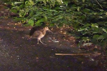 2023年9月20日(水) 奄美大島の野鳥観察記録