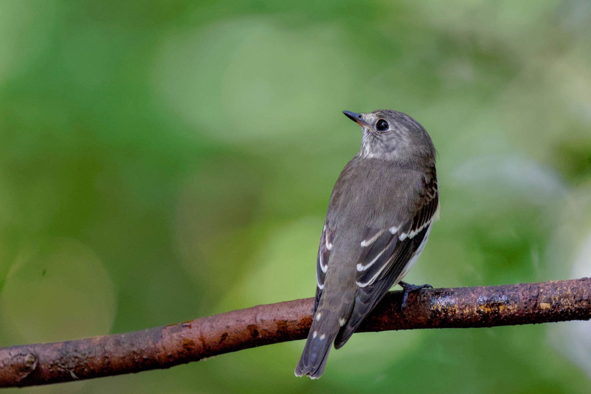 Grey-streaked Flycatcher