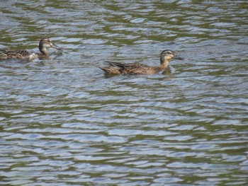 2023年9月24日(日) 東京港野鳥公園の野鳥観察記録