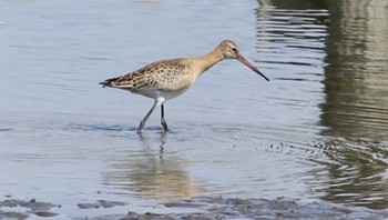 Black-tailed Godwit Isanuma Sun, 9/24/2023