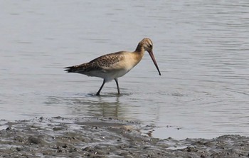 Black-tailed Godwit Isanuma Sun, 9/24/2023