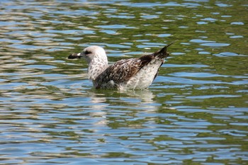 Yellow-legged Gull Barcelona,spain Sat, 3/3/2018