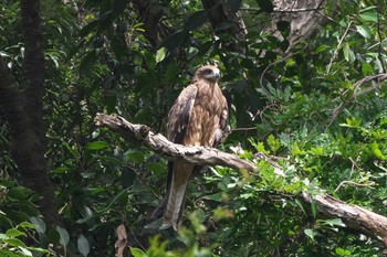 2023年9月24日(日) 池子の森自然公園の野鳥観察記録