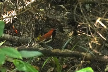 Ryukyu Robin Amami Nature Observation Forest Tue, 9/19/2023