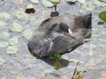 2023年9月9日(土) 札幌モエレ沼公園の野鳥観察記録