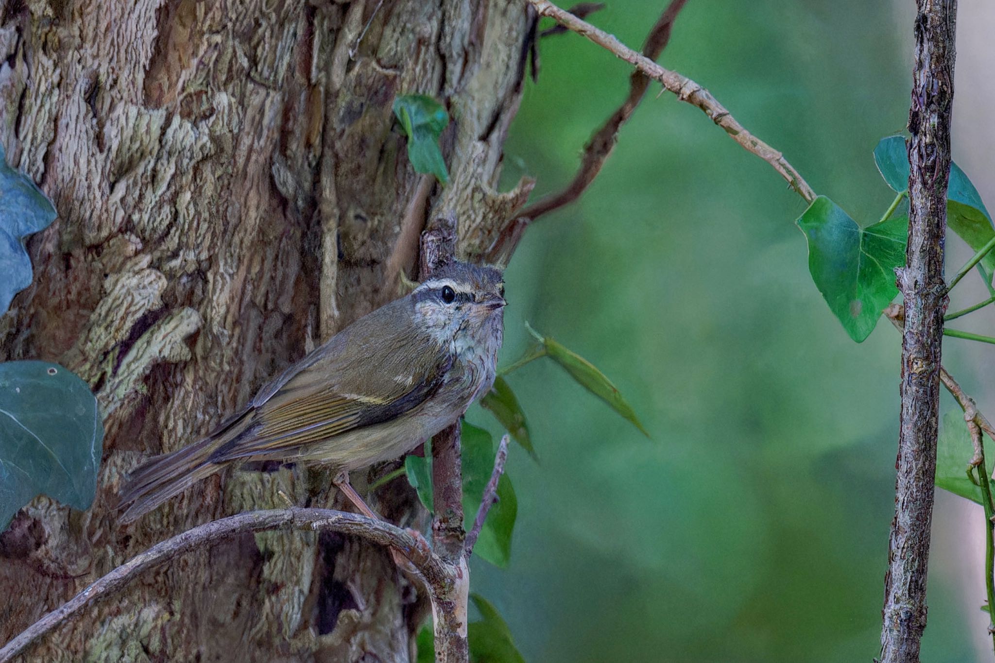 Photo of Sakhalin Leaf Warbler at 権現山(弘法山公園) by アポちん