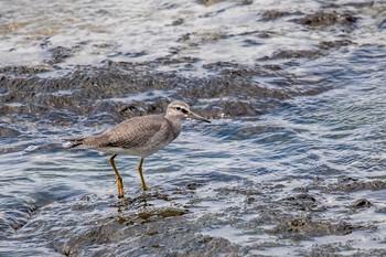 Grey-tailed Tattler 藤江海岸(兵庫県明石市) Sun, 9/2/2018