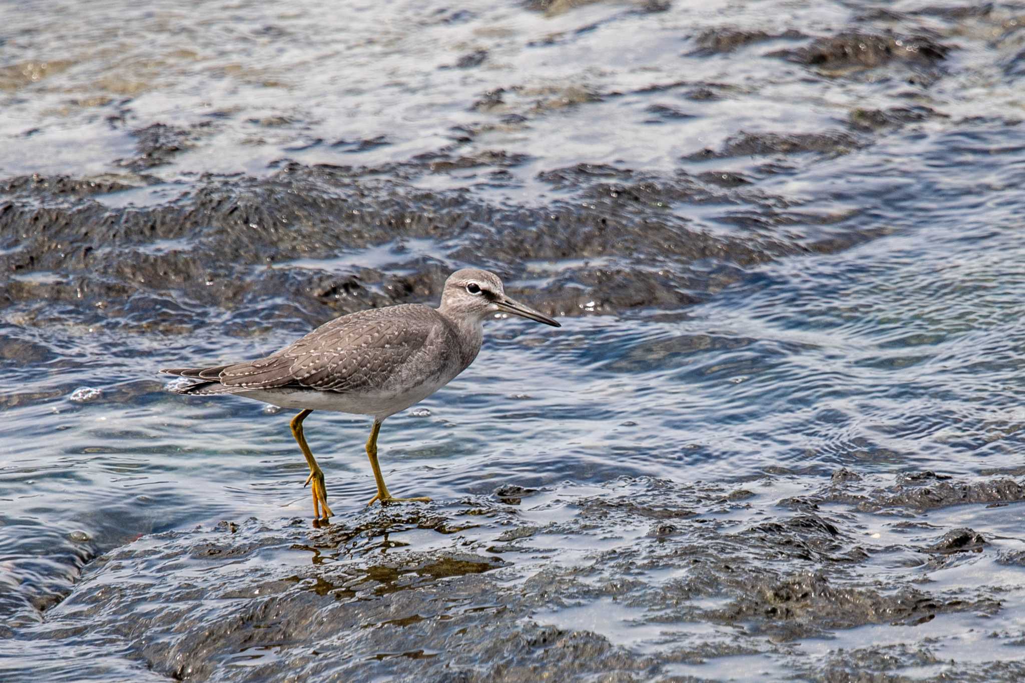 Photo of Grey-tailed Tattler at 藤江海岸(兵庫県明石市) by ときのたまお