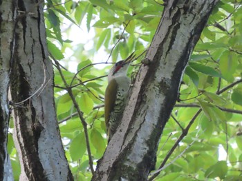 Japanese Green Woodpecker 横浜市 Sun, 9/24/2023