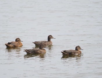 シマアジ 東京港野鳥公園 2023年9月24日(日)