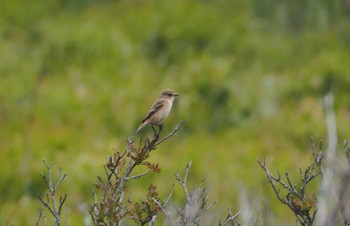 Amur Stonechat Kirigamine Highland Fri, 9/22/2023