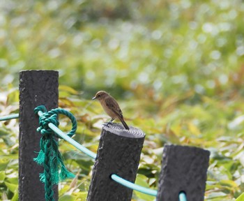 Amur Stonechat Kirigamine Highland Fri, 9/22/2023