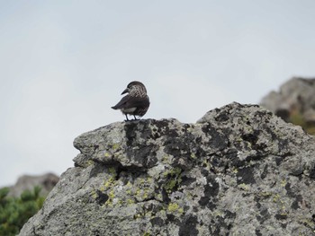 Spotted Nutcracker 乗鞍岳 Sat, 9/23/2023