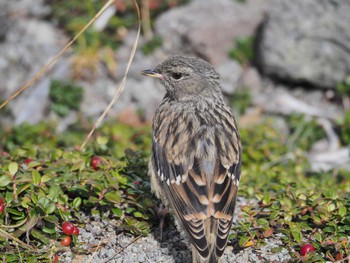 Alpine Accentor 乗鞍岳 Sat, 9/23/2023