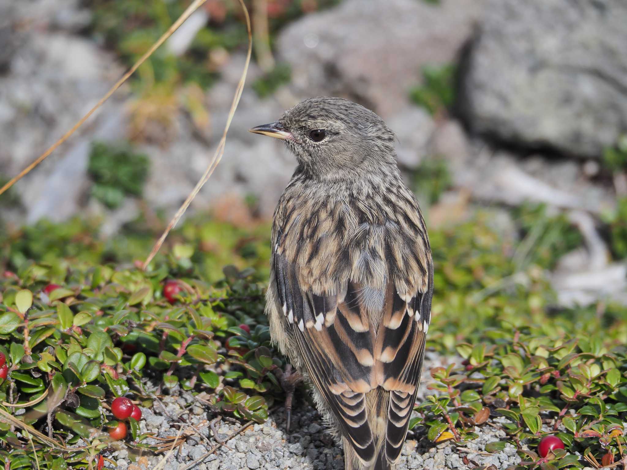 Photo of Alpine Accentor at 乗鞍岳 by 憧れのジャン