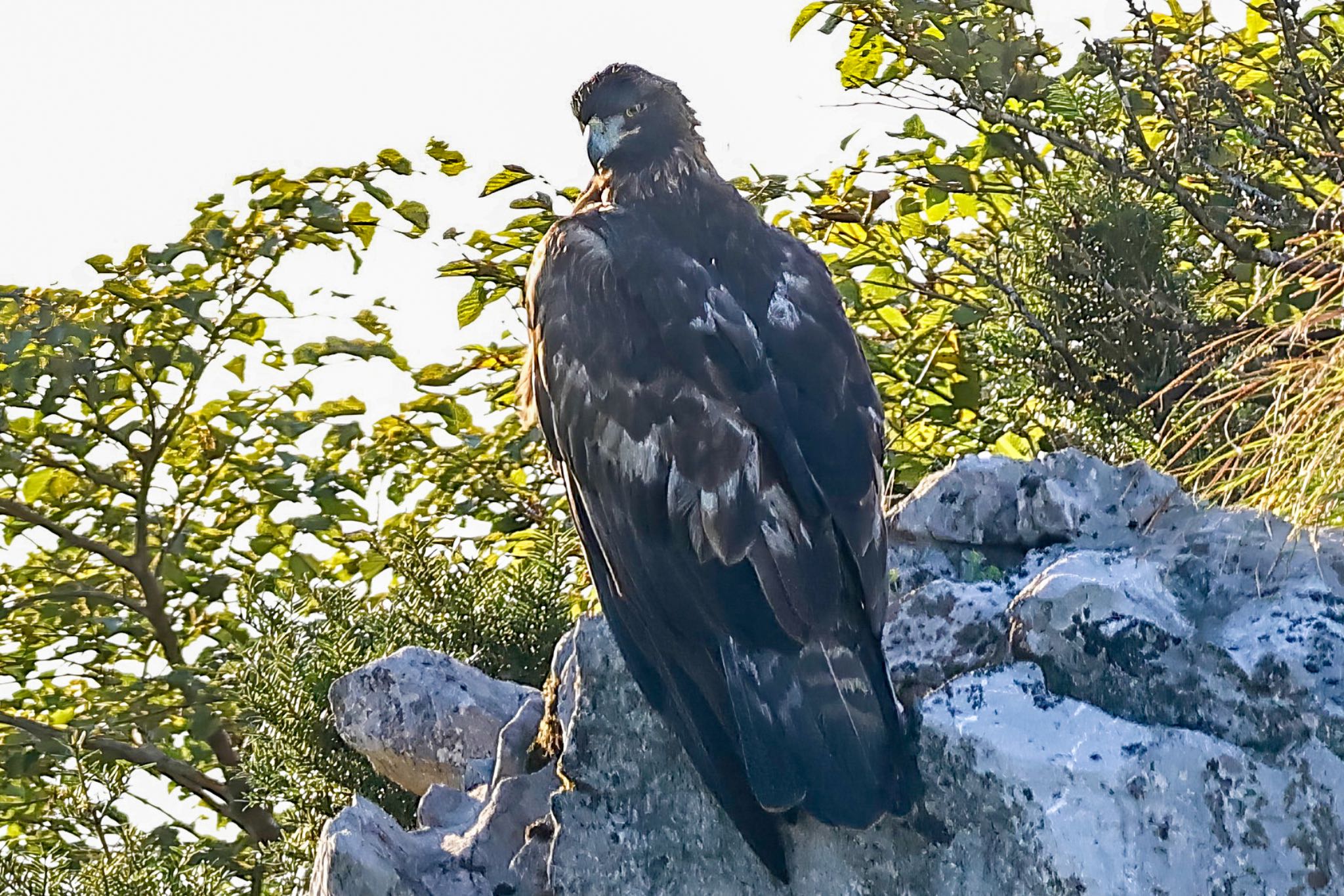 Photo of Golden Eagle at 伊吹山 by amachan