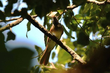 サンコウチョウ 秋ヶ瀬公園 2023年9月24日(日)