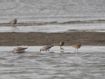 ウズラシギ ふなばし三番瀬海浜公園 2023年9月24日(日)