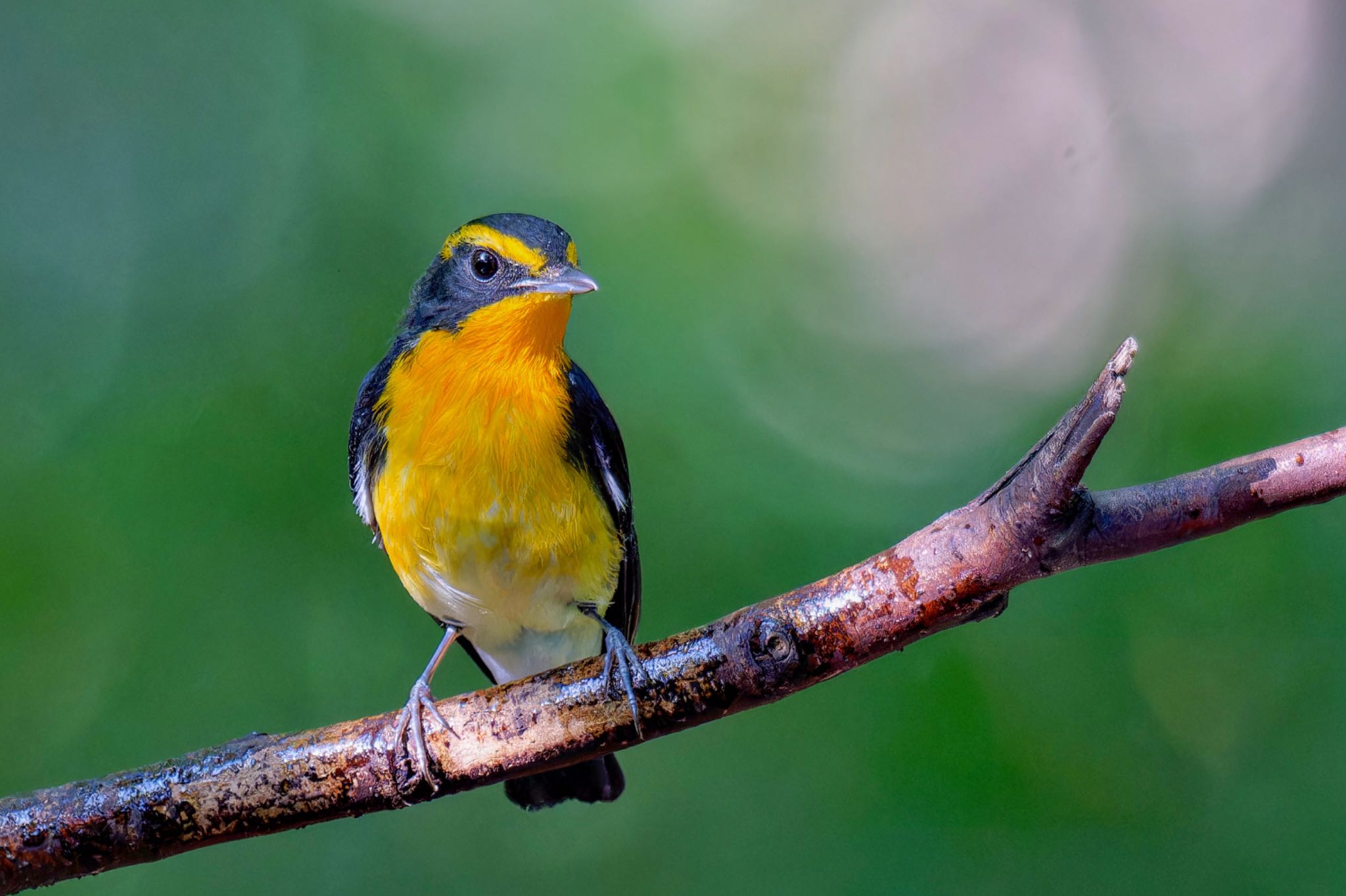 Narcissus Flycatcher