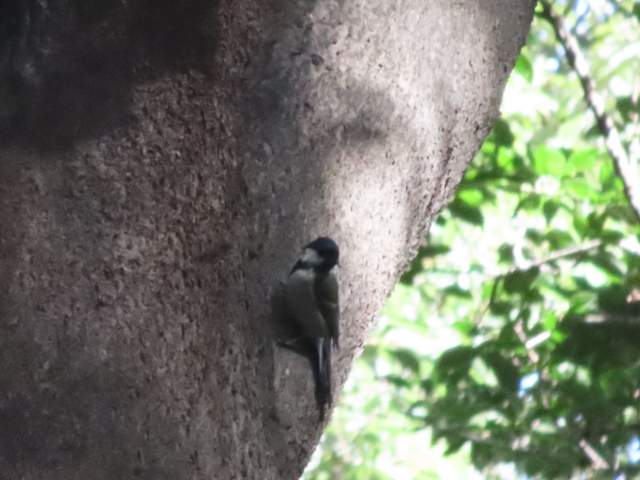 Japanese Tit