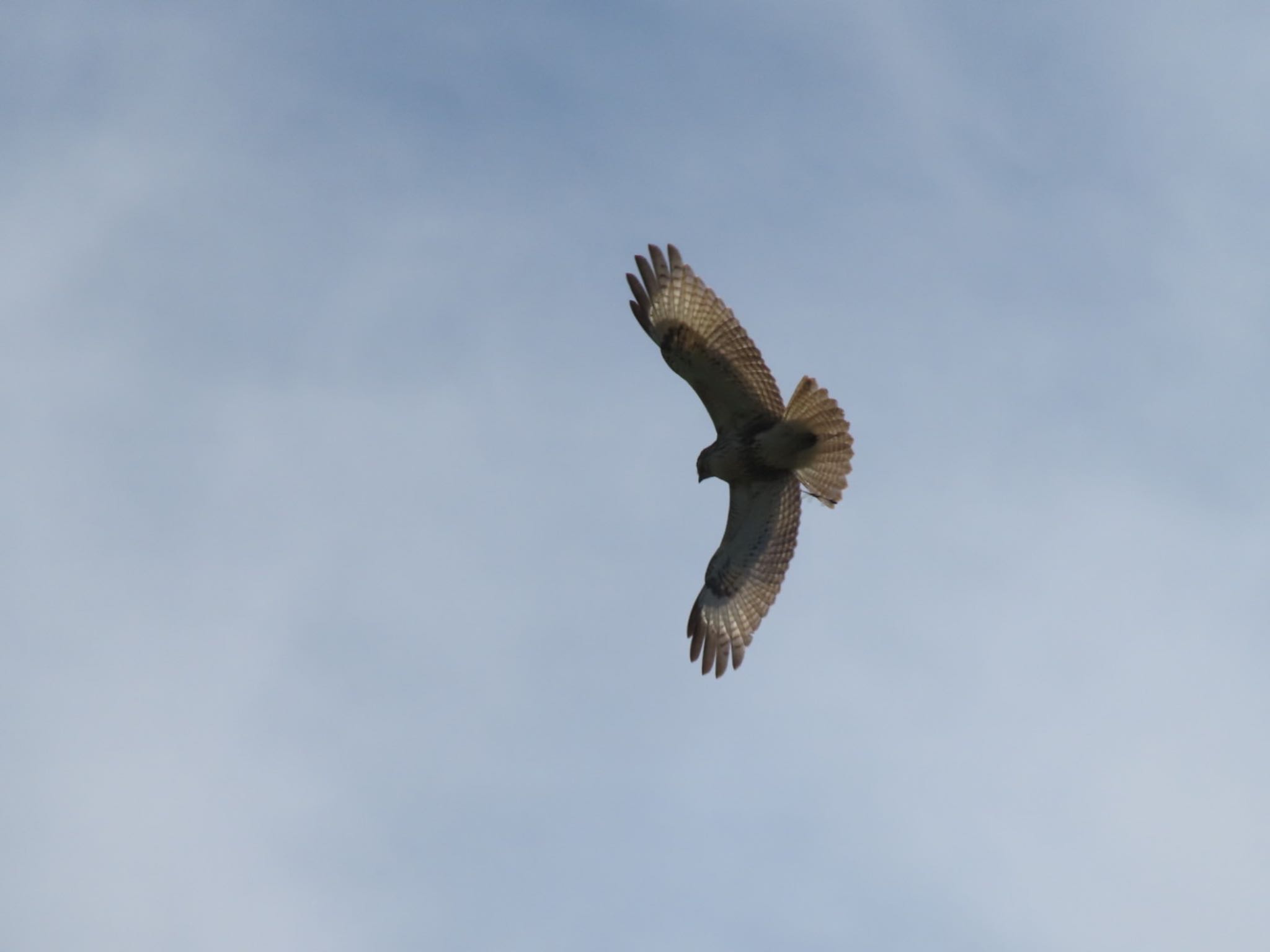 Eastern Buzzard