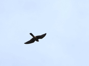 Common Kestrel 武山(神奈川県横須賀市) Sun, 9/24/2023